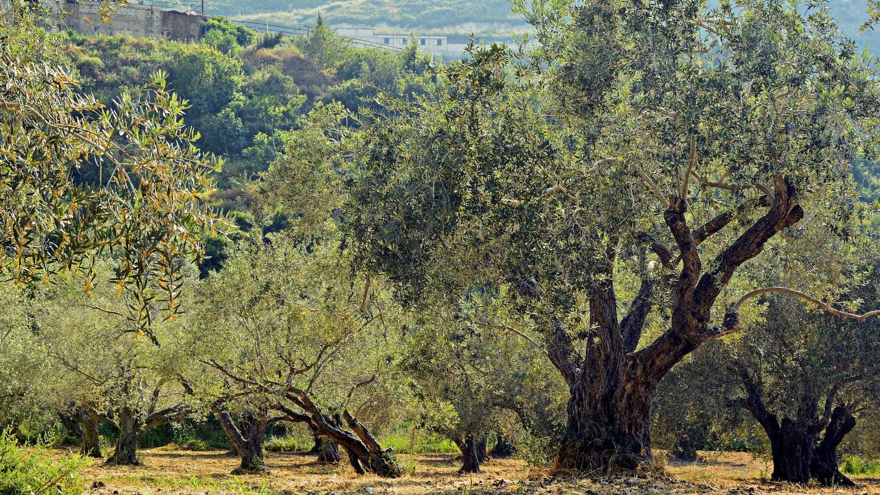 La botánica española celebra un nuevo hito: crean copias digitales de los árboles para poder estudiarlos desde casa