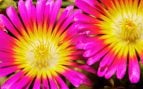 Flores amantes del Sol