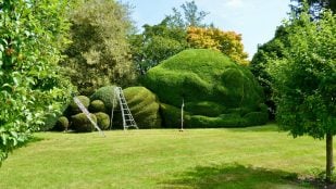 Plantas para tener privacidad