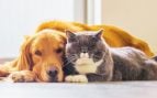 Europa perros y gatos