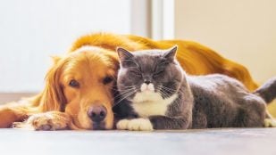 Europa perros y gatos
