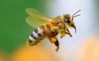 Una abeja en tu casa