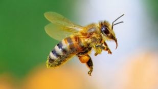 Una abeja en tu casa