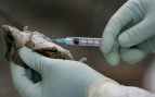 Hantavirus