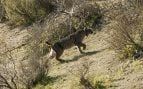 Lince ibérico, animal, mamífero