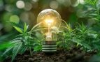energía, electricidad, marihuana, españa