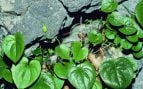 Aragón, planta, naturaleza, especie