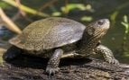 Tortuga, animal, especie invasora