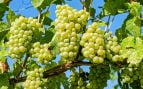 Lavado natural frutas en Canadá, revolución agrícola en Canadá, Canadá cambia el lavado de frutas en agricultura.