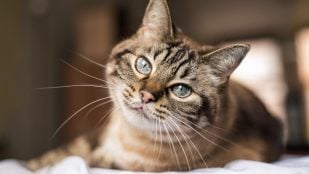 Gato