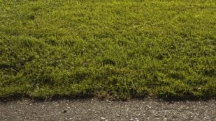 Jardín cubierto de césped. Foto: Freepik