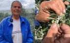 Un parásito amenaza la mayor extensión de olivos del mundo tras prohibir la UE matarlo: «El Pacto Verde arrasará Jaén»
