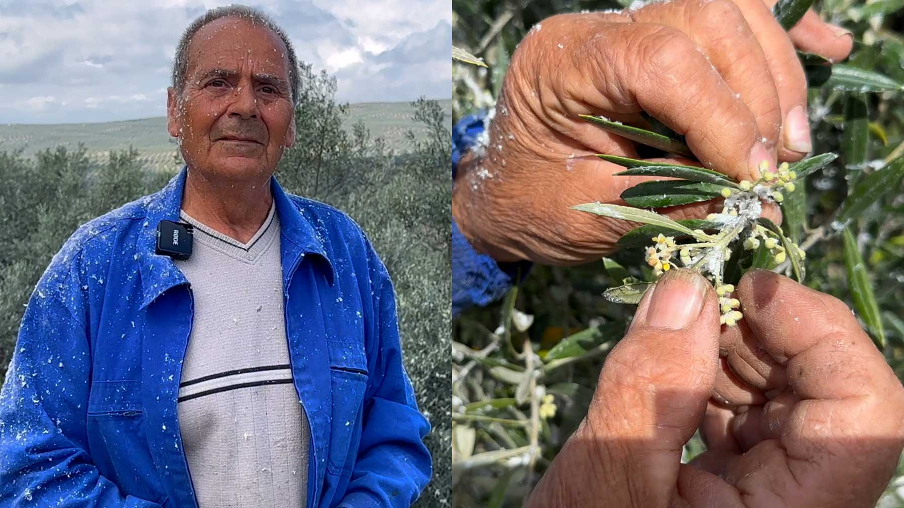 Un parásito amenaza la mayor extensión de olivos del mundo tras prohibir la UE matarlo: El Pacto Verde arrasará Jaén