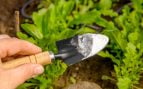 bicarbonato plantas