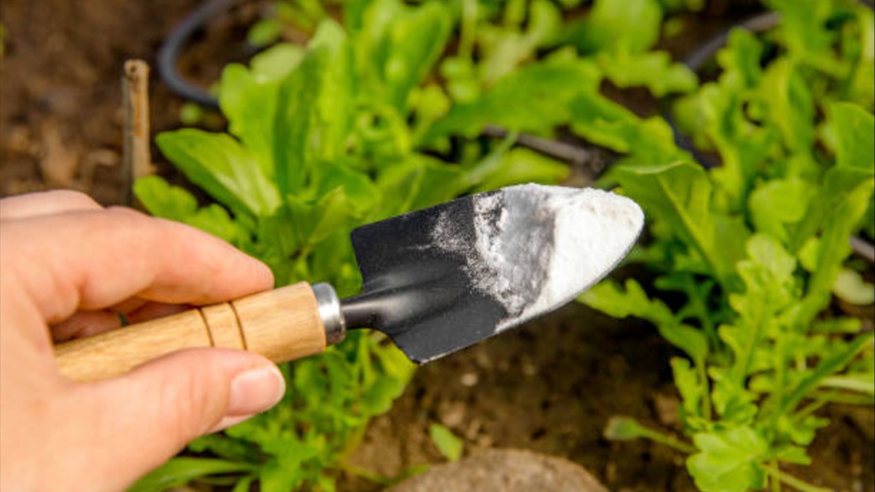 Los jardineros instan a poner bicarbonato de sodio en las plantas del jardín: para qué sirve y cómo prepararlo