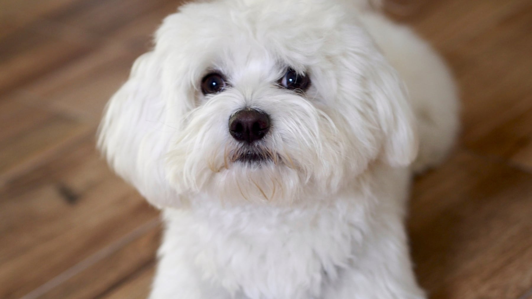 Los veterinarios coinciden: éstas son las 10 razas de perros más tranquilas para tener en casa