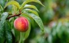 Árbol frutal, naturaleza, curiosidades