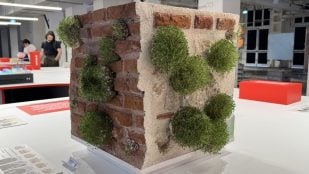 Estas pegatinas convierten las paredes desmoronadas de la ciudad en pequeños ecosistemas vivos. Foto: YANKO DESIGN / Yasemin Keyif (Universidad de Bahçeşehir)