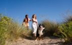 Perros, animales, mascotas