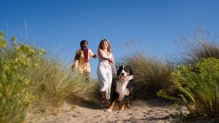 Perros, animales, mascotas
