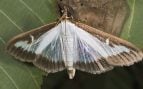 Especie invasora, Navarra, polilla
