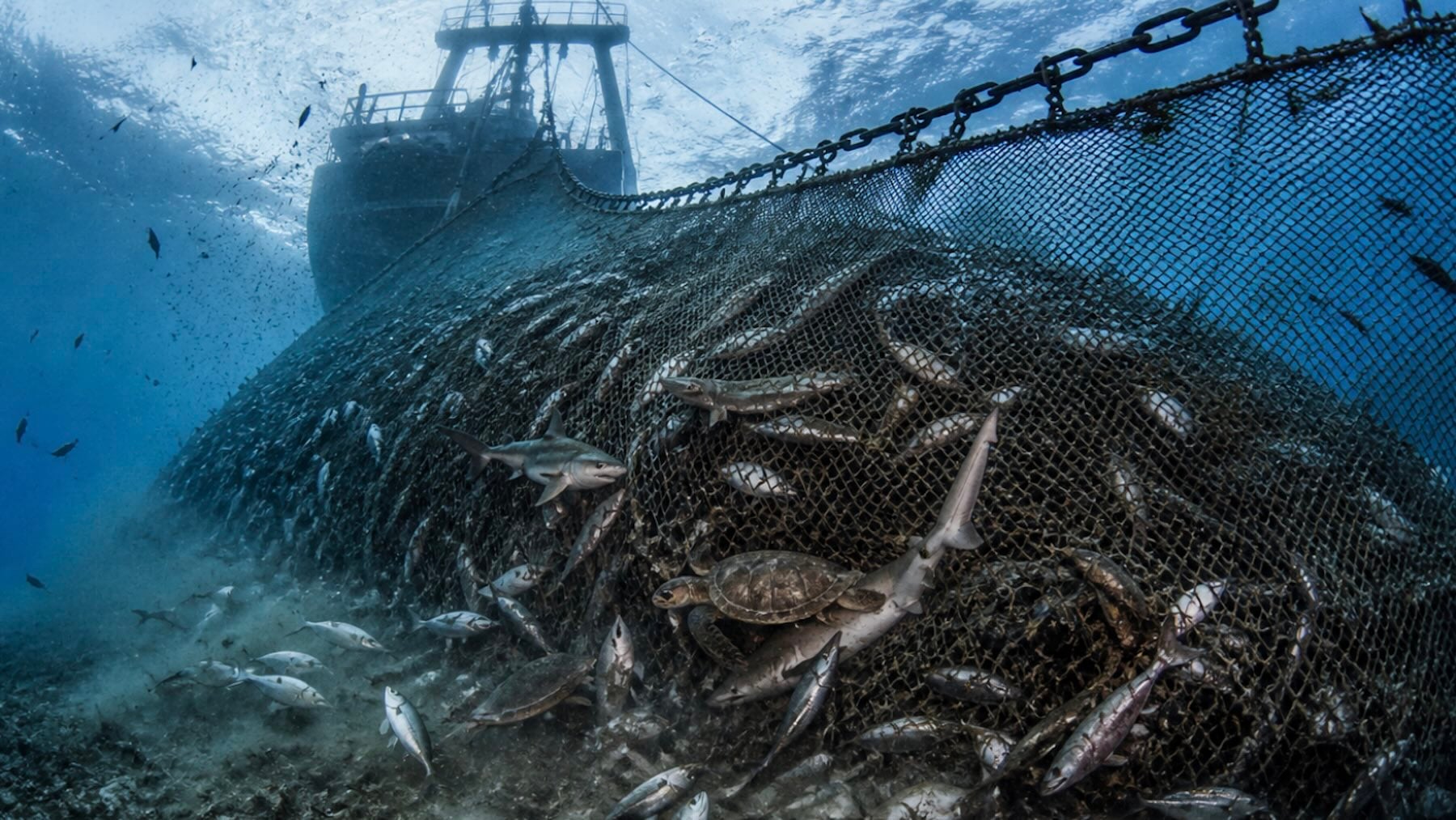 Un biólogo español pone el grito en el cielo tras ver cómo trabajo uno de los barcos de pesca más grandes del mundo