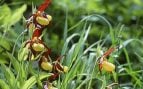 En peligro de extinción, especies de flora, Aragón, planta