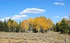 Científicos finlandeses celebran un hallazgo sin precedentes: las plantaciones de álamos aumentan más de un 21% la conectividad forestal