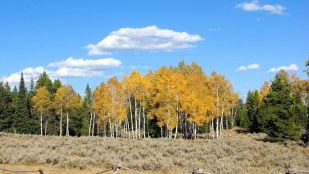 Científicos finlandeses celebran un hallazgo sin precedentes: las plantaciones de álamos aumentan más de un 21% la conectividad forestal