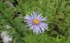 Especies de flora, Asturias, plantas
