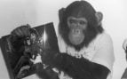 Bubbles, el chimpancé de Michael Jackson. (Foto: Getty Images)