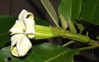 Flor, árbol, naturaleza, Perú, Colombia