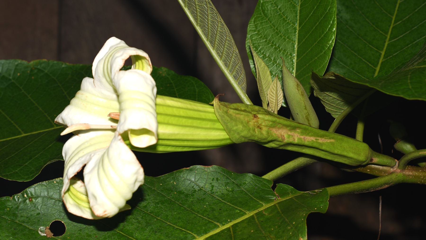 Brindis en la botánica mundial: los científicos descubren en Perú y Colombia un nuevo árbol totalmente desconocido