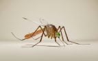 Calor desde el móvil: el gadget para calmar las picaduras de mosquito sin cremas