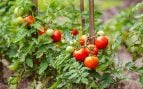 tomate 1916