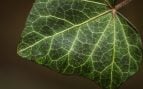 Descubren nueva planta del Congo, hallan nueva especie de plantas, tipo único de planta, descubrimiento científico plantas.