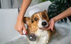 Perros, animales, mascotas
