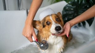 Perros, animales, mascotas