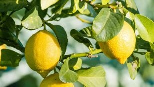 Las ramas del limonero
