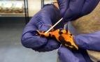 Realización de pruebas de ADN para determinar si la piel de la rana presenta la enfermedad de la quitridiomicosis. Crédito: Brian Gratwicke // Smithsonian Tropical Research Institute - STRI