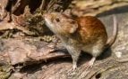 Raton