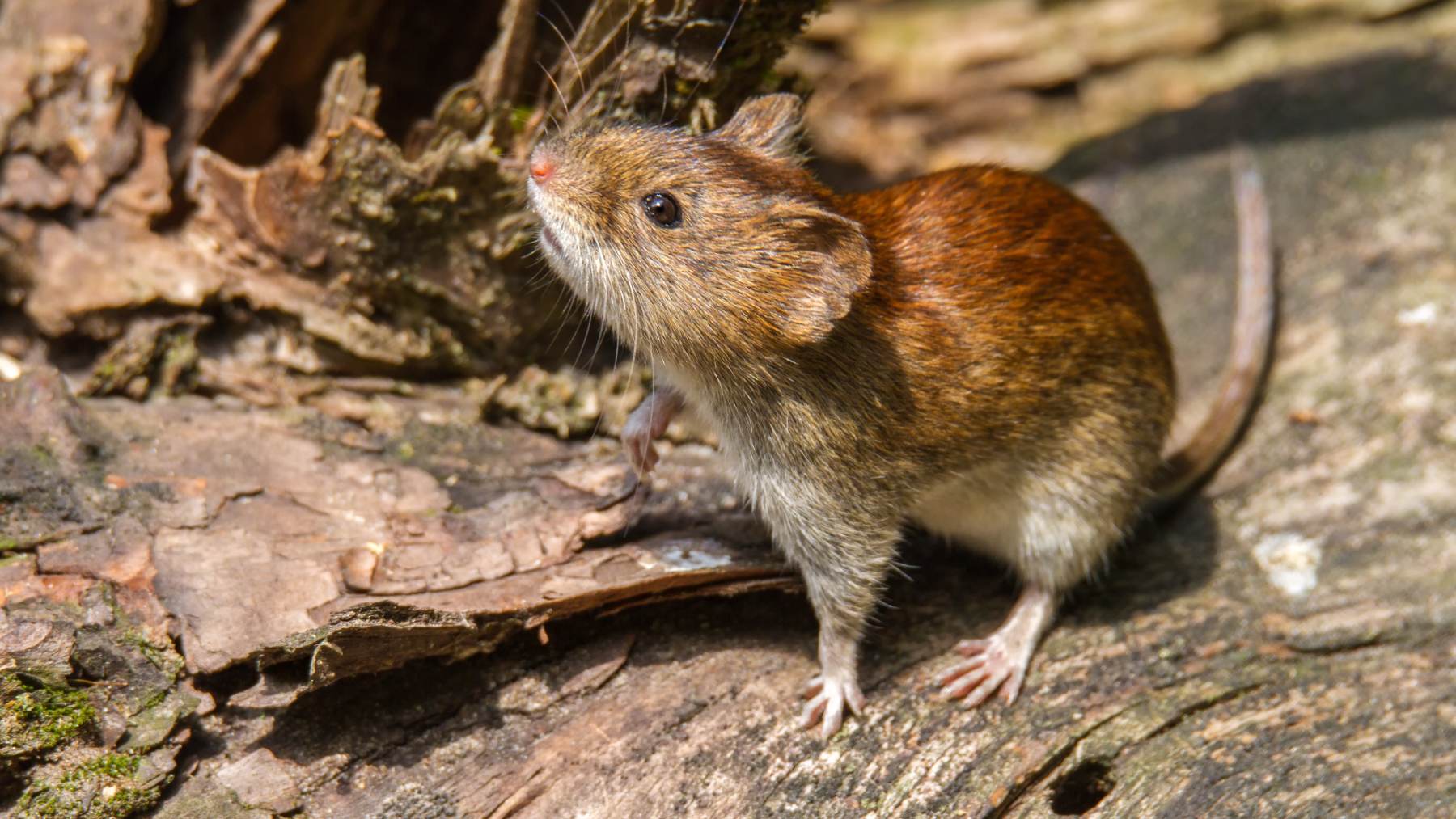 Los roedores, especialmente las ratas, actúan como huéspedes naturales sin enfermar y contaminan el entorno con sus secreciones.