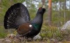 urogallo, animales, aves
