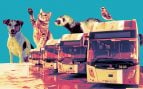 Perros, gatos, hurones, autobuses Mallorca