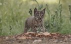 cazadores lince