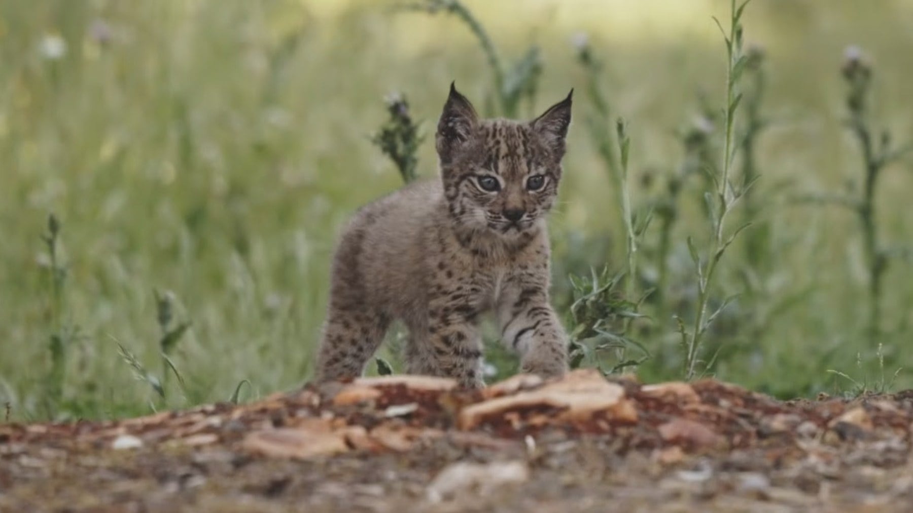 Cachorro de lince ibérico. (Imagen del documental Lynxconnect – Fundación Artemisan).