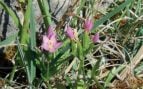 Cantabria, endemismo vegetal, flora, plantas