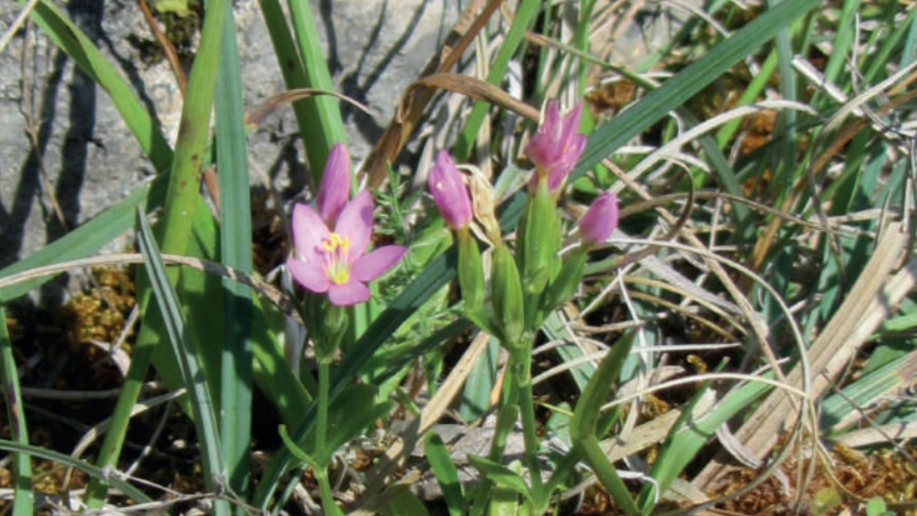 La ves paseando por el campo y es un endemismo vegetal de la Cordillera Cantábrica: es una especie vulnerable