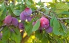 Árbol frutal, naturaleza, curiosidades