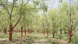 Microplásticos del agua